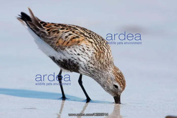 : Dunlin - Single adult probing the sand for food : Dunlin - Single adult probing the sand for food