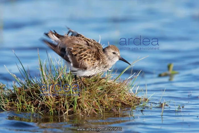 : Dunlin - Single adult shaking feathers : Dunlin - Single adult shaking feathers