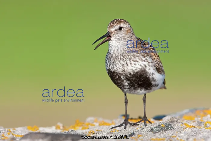  : Dunlin - Single adult singing from lichen covered rock
