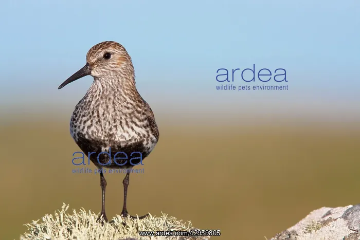 : Dunlin - Single adult standing on lichen covered rock : Dunlin - Single adult standing on lichen covered rock