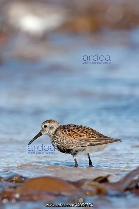 : Dunlin - Single adult standing in shallow water on the coast : Dunlin - Single adult standing in shallow water on the coast