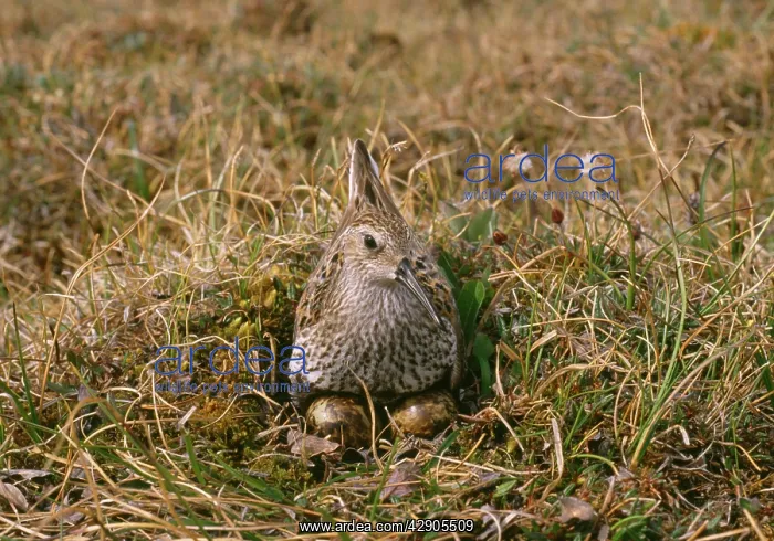 : Dunlin - sitting at nest on eggs : Dunlin - sitting at nest on eggs