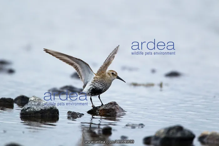 : Dunlin - stretching wings : Dunlin - stretching wings