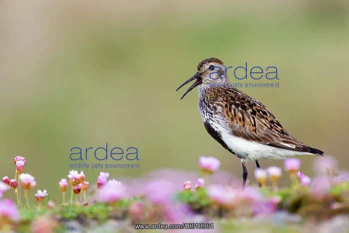 : Dunlin - in summer plumage calling : Dunlin - in summer plumage calling