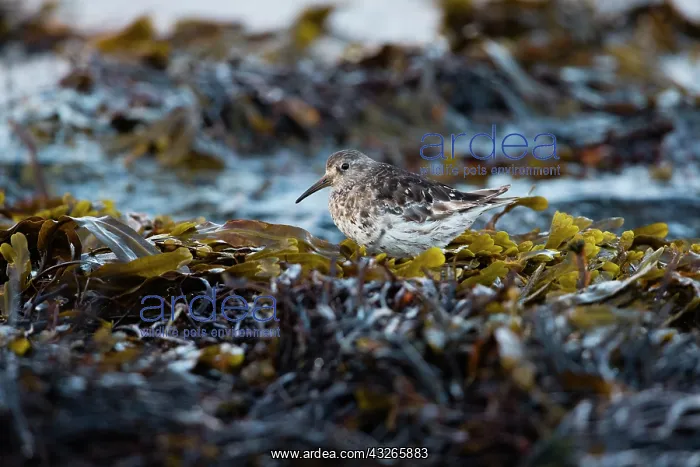 : Dunlin, in winter, foraging amongst seaweed on coastline : Dunlin, in winter, foraging amongst seaweed on coastline