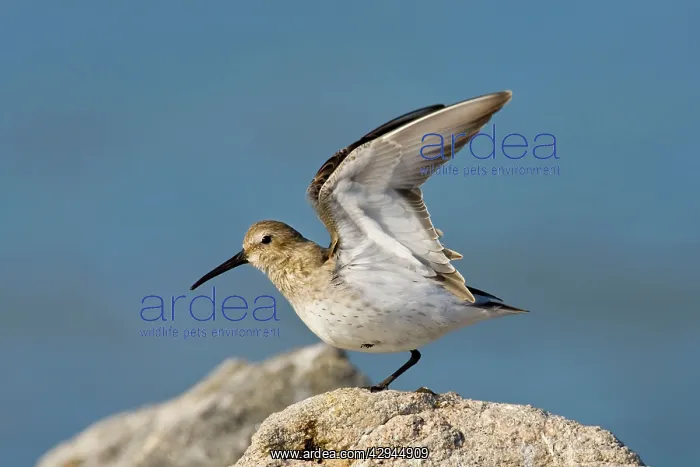 : Dunlin, in winter plumage : Dunlin, in winter plumage