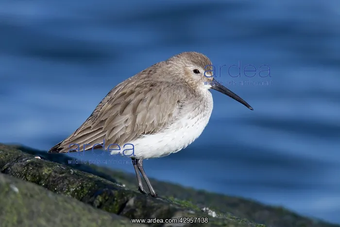 : Dunlin - in winter plumage : Dunlin - in winter plumage