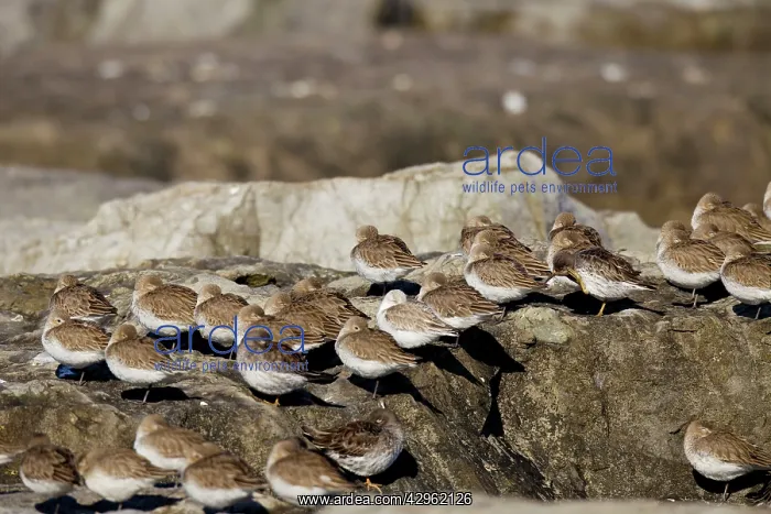 : Dunlin - winter plumage - February at Barnegat Light : Dunlin - winter plumage - February at Barnegat Light