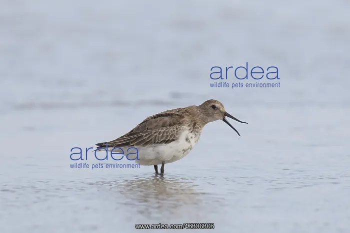 : Dunlin - yawning bird in winter plumage - Germany : Dunlin - yawning bird in winter plumage - Germany