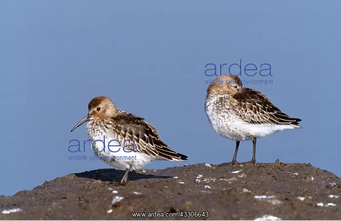 : DUNLINS - two, on rock : DUNLINS - two, on rock
