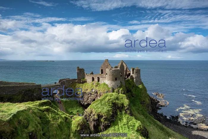 : Dunluce Castle on the Atlantic Coast, Portrush : Dunluce Castle on the Atlantic Coast, Portrush