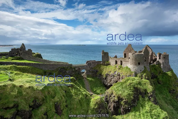 : Dunluce Castle on the Atlantic Coast, Portrush : Dunluce Castle on the Atlantic Coast, Portrush