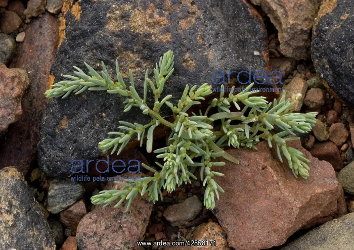 : Dunmort (Annual Sea-blite) - growing on rocks : Dunmort (Annual Sea-blite) - growing on rocks