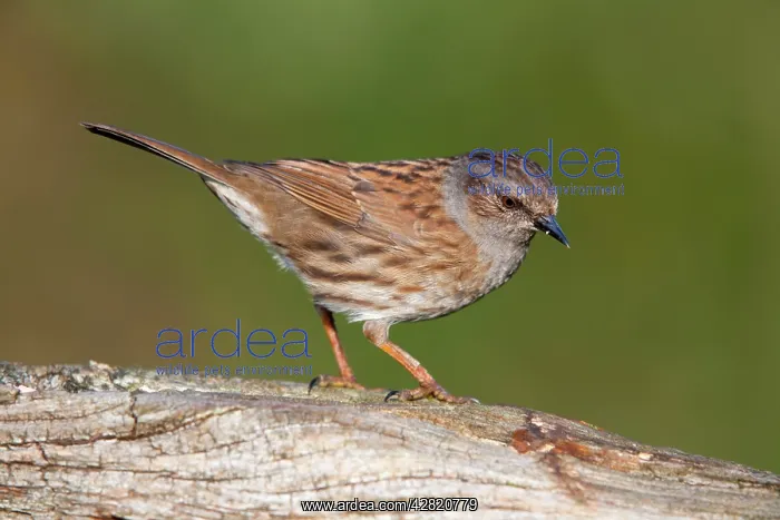 : Dunnock (Prunella modularis). Cornwall - UK : Dunnock (Prunella modularis). Cornwall - UK