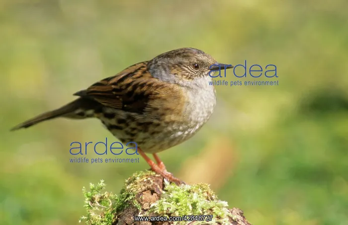  : Dunnock (Prunella modularis)