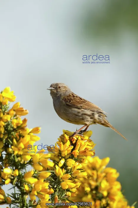 : Dunnock (Prunella modularis). perched on top of gorse in evening light : Dunnock (Prunella modularis). perched on top of gorse in evening light