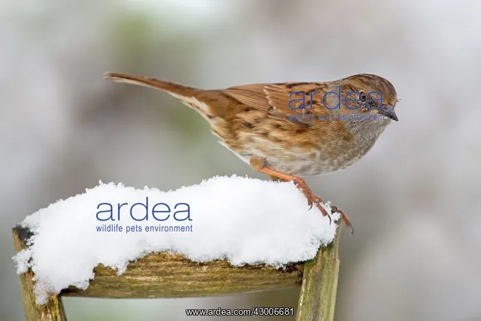 : Dunnock (Prunella modularis). on garden fork handle in snow - Winter - UK : Dunnock (Prunella modularis). on garden fork handle in snow - Winter - UK