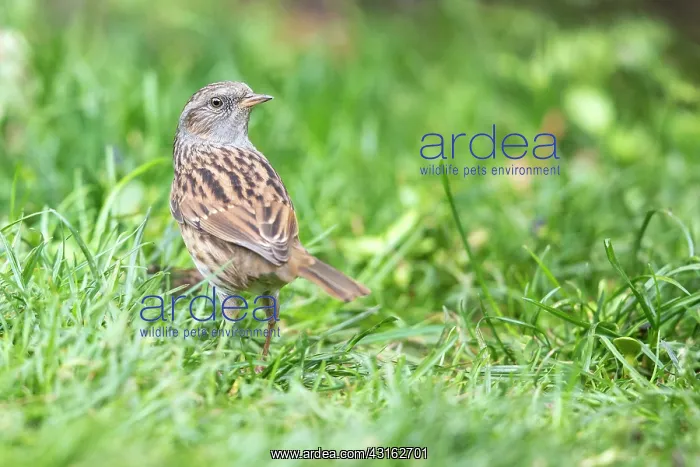 : Dunnock. Adult Dunnock (Prunella modularis) standing in grass, England, Essex : Dunnock. Adult Dunnock (Prunella modularis) standing in grass, England, Essex