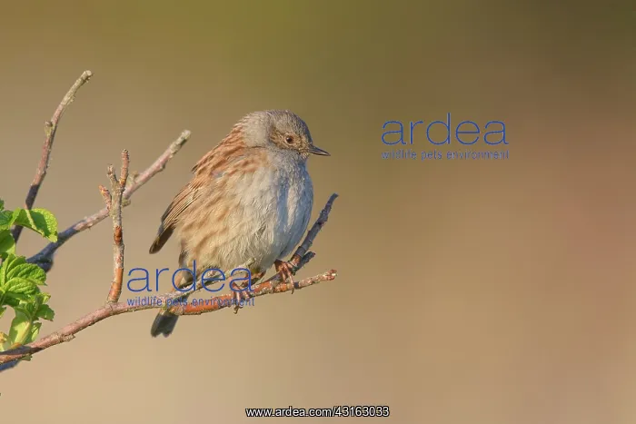 : Dunnock (Prunella modularis) perched on a branch in evening light : Dunnock (Prunella modularis) perched on a branch in evening light