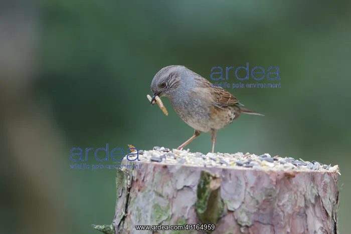 : Dunnock (Prunella modularis) perched on a tree stump : Dunnock (Prunella modularis) perched on a tree stump