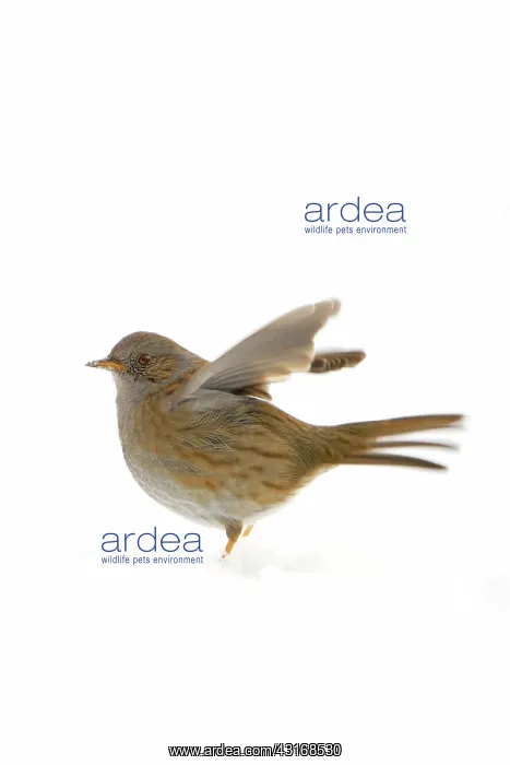 : Dunnock (Prunella modularis) standing in the snow : Dunnock (Prunella modularis) standing in the snow