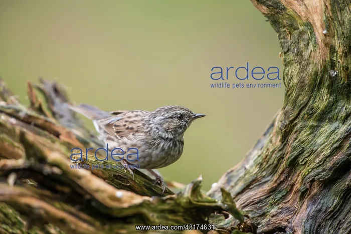  : Dunnock (Prunella modularis) perched on a tree stump, The Netherlands, Gelderland
