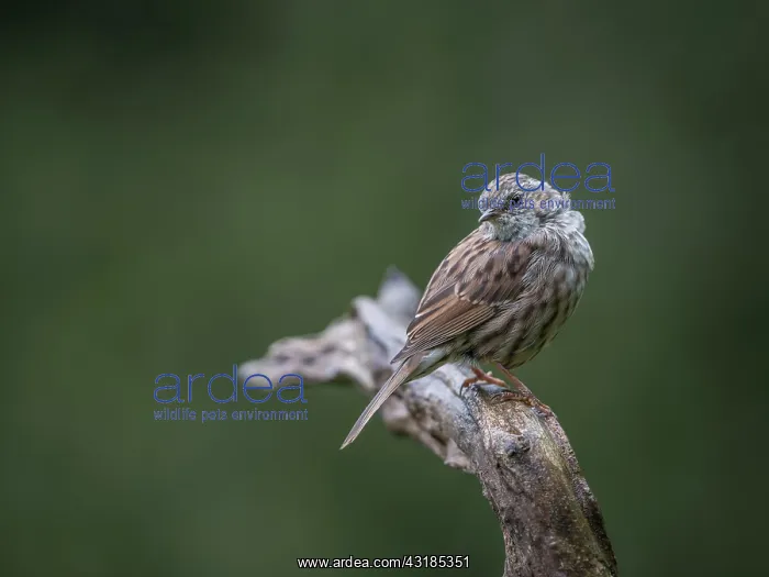 : Dunnock (Prunella modularis) perched on a tree stump, The Netherlands, Gelderland, Veluwe : Dunnock (Prunella modularis) perched on a tree stump, The Netherlands, Gelderland, Veluwe