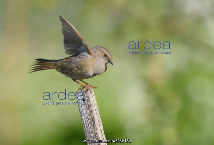 : Dunnock (Prunella modularis) perched on a pole with wings open : Dunnock (Prunella modularis) perched on a pole with wings open
