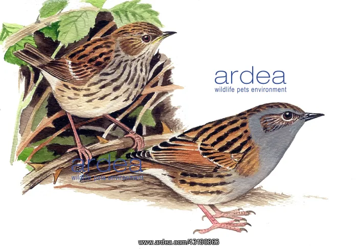 : Dunnock (Prunella modularis) adult in front and juvenile behind : Dunnock (Prunella modularis) adult in front and juvenile behind