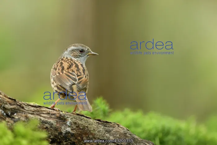 : Dunnock (Prunella modularis) perched on a tree stump : Dunnock (Prunella modularis) perched on a tree stump