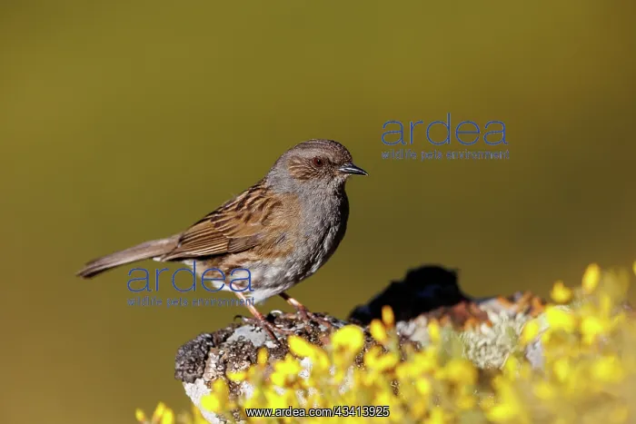 : Dunnock. Espagne, Castille et Leon, Province de Leon : Dunnock. Espagne, Castille et Leon, Province de Leon