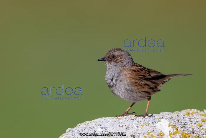 : Dunnock. Espagne, Castille et Leon, Province de Leon : Dunnock. Espagne, Castille et Leon, Province de Leon