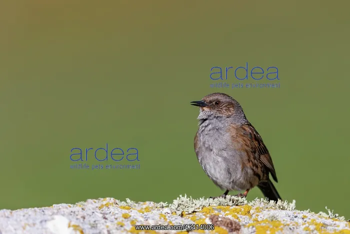 : Dunnock. Espagne, Castille et Leon, Province de Leon : Dunnock. Espagne, Castille et Leon, Province de Leon