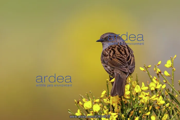 : Dunnock. Espagne, Castille et Leon, Province de Leon : Dunnock. Espagne, Castille et Leon, Province de Leon