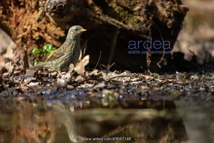 : DUNNOCK. France, Bretagne, Ille et Vilaine, Accenteur mouchet : DUNNOCK. France, Bretagne, Ille et Vilaine, Accenteur mouchet