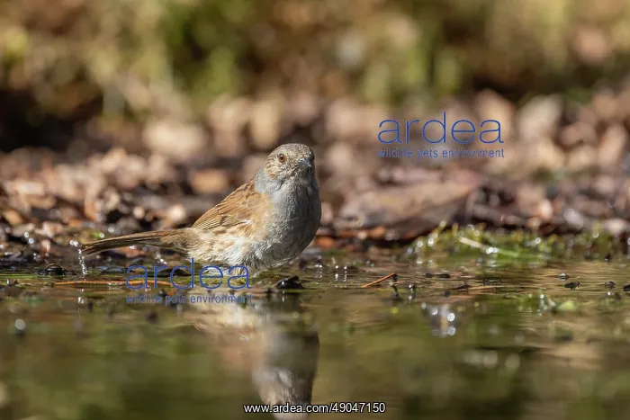 : DUNNOCK. France, Bretagne, Ille et Vilaine, Accenteur mouchet : DUNNOCK. France, Bretagne, Ille et Vilaine, Accenteur mouchet