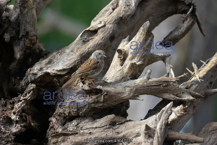 : DUNNOCK. France, Bretagne, Ille et Vilaine, Accenteur mouchet : DUNNOCK. France, Bretagne, Ille et Vilaine, Accenteur mouchet