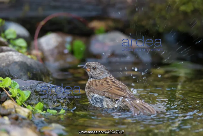  : Dunnock adult bird bathing Germany