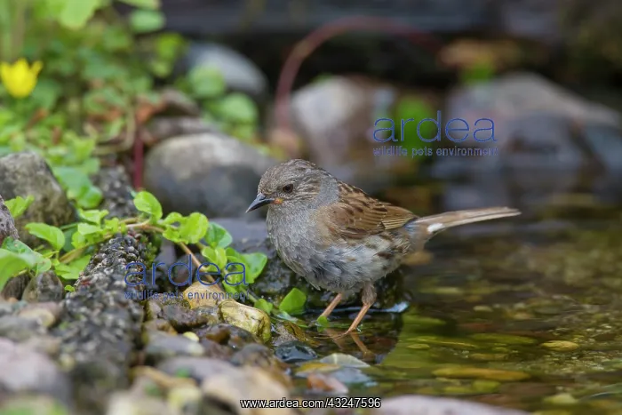 : Dunnock adult bird Germany : Dunnock adult bird Germany