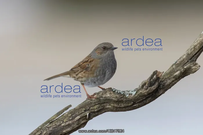  : Dunnock adult bird perched on twig Germany