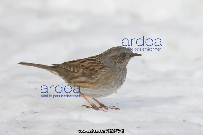  : Dunnock adult bird in snow Sweden