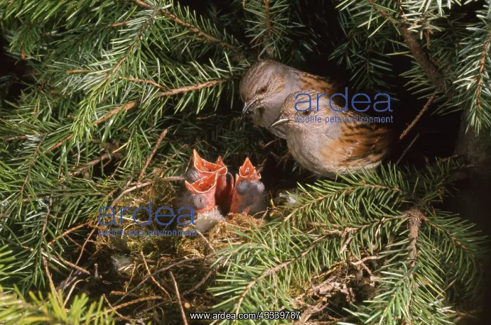  : Dunnock - two adults at nest with young