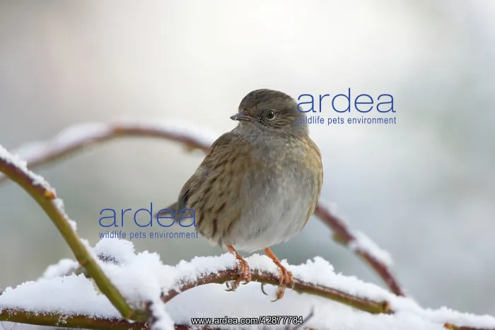 : Dunnock - in frost and snow : Dunnock - in frost and snow