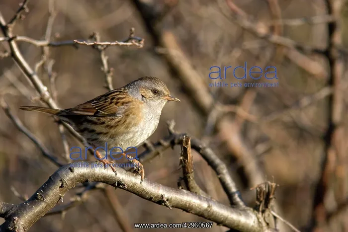 : Dunnock - in habitat : Dunnock - in habitat
