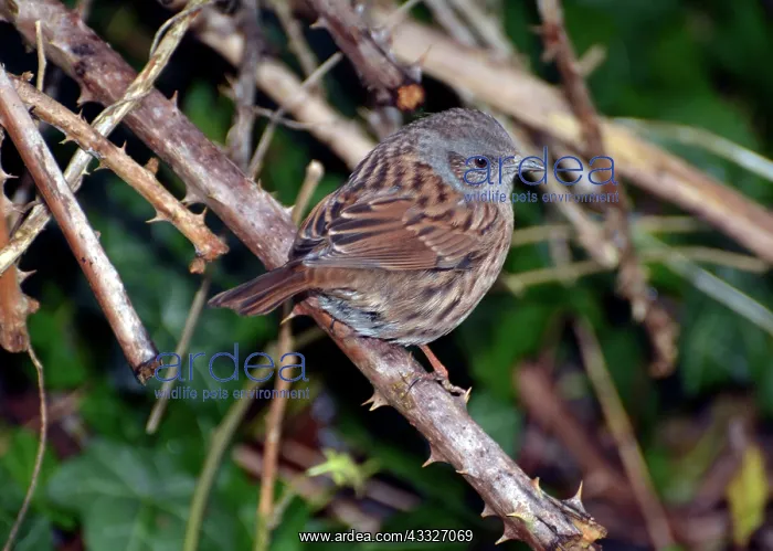  : Dunnock  /  Hedge Accentor