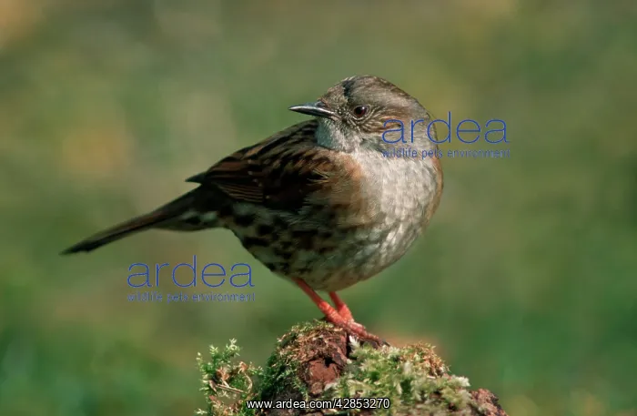 : Dunnock / Hedge Sparrow : Dunnock / Hedge Sparrow