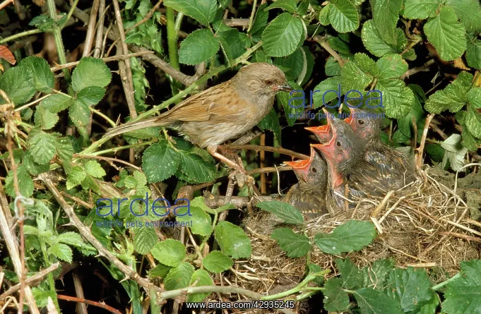 : DUNNOCK / Hedge Sparrow - adult at nest with chicks begging : DUNNOCK / Hedge Sparrow - adult at nest with chicks begging