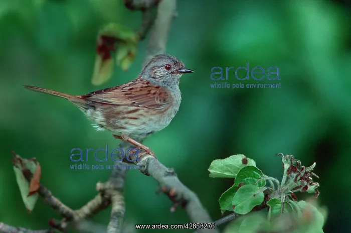 : Dunnock / Hedge Sparrow on branch : Dunnock / Hedge Sparrow on branch