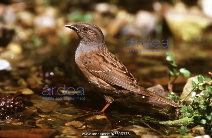 : DUNNOCK / Hedge Sparrow - on ground : DUNNOCK / Hedge Sparrow - on ground