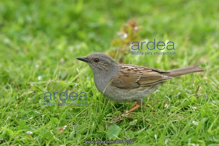 : Dunnock / Hedge Sparrow / Hedge Accentor - Feeding : Dunnock / Hedge Sparrow / Hedge Accentor - Feeding